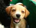 funny-dog-smiling-puppy-cute-brown.jpg