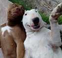 funny_dogs_pictures.jpg