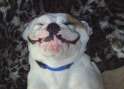 Cute-Funny-Dog-2012-09.jpg