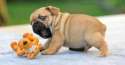 cute-animals-dog-pug-puppy-playing-biting-toy-pics.jpg