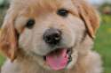 animals-beautiful-cute-dog-dogs-Favim.com-333063.jpg