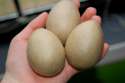 vegan-eggs.jpg