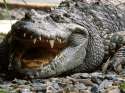 crocodile-YOokWyf79uzY5ypzRXryeQ.jpg