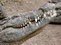 IMG_9638 crocodile smile 9-17-2006.jpg