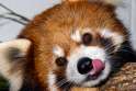 red-panda-15.jpg