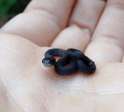 bby snek.gif