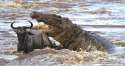 nile crocodile.jpg