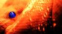snake_high_resolution_wallpaper.jpg