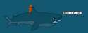 shark.png