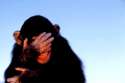 embarrassed monkey.jpg