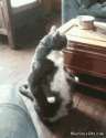 watzup human.gif