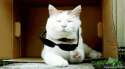 deal with cat.gif