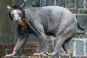 its a fucking bear.jpg