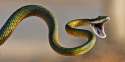 snake-03.jpg