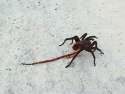spider-eating-snake.gif