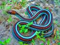 The-Best-Pet-Snake-for-a-Beginner-12.jpg