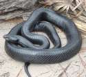Eastern_Indigo_Snake.jpg
