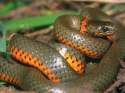 sNAKE 2.png