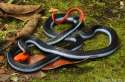 calliophis-bivurgatis-tom-charlton-2012.jpg