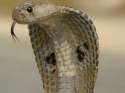 the-escaped-bronx-zoo-cobra-is-the-best-thing-on-twitter-this-week.jpg