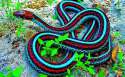 PrettySnake.jpg