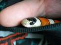 milk_snake_by_isaidno-d4n3c2n.jpg