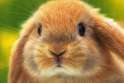 Bunny 3.jpg