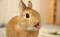 Bunny 4.jpg