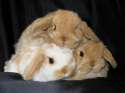 Bunny 5.jpg