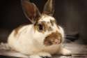 Bunny 6.jpg