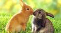 Bunny 7.jpg