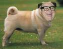 puggy devito.jpg