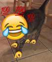 haha_mint_cat.jpg
