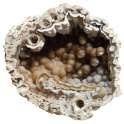 quartz coral.jpg