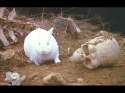 rabbit.jpg