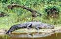 alligator (1).jpg