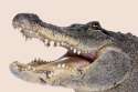 Gator.png