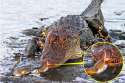 Brave-crab-pinches-the-alligators-nose.jpg
