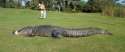 HT_gator_golf_course_jef_151119_31x13_1600.jpg