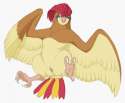 pidgeotto colored by levant.jpg