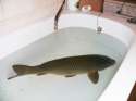 carp-in-tub.jpg