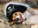 doggo hatimus (861).jpg