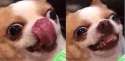 BadDog.jpg