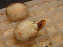 Western hognose hatching.jpg