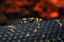 1317066368.anett_snake_by_anettsc.jpg