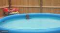 dachs pool.jpg
