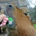 weird-pet-8.jpg