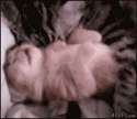 1458008287192.gif