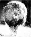 A-Billowing-Lion-800x951.jpg
