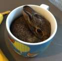 rabbit.jpg